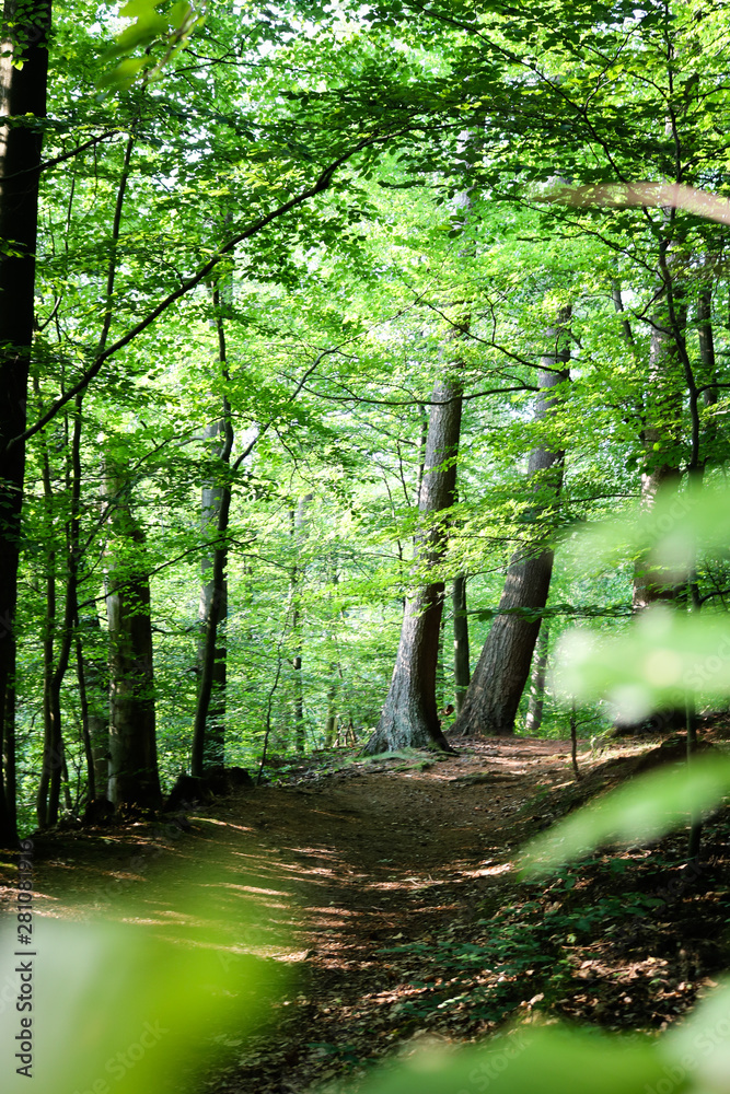 Obraz premium Wohldorfer Wald near Hamburg, Germany