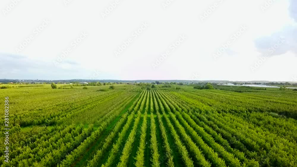 Aerial, tracking, drone shot, rising over rows of green, apple orchards, on a sunny day, in Hamburg, Germany Aerial, tracking, drone shot, rising over rows of green, apple orchards, on a sunny day, in Hamburg, Germany