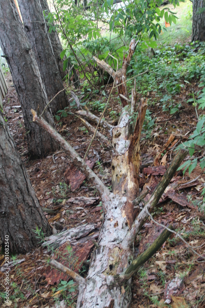 fallen tree in forest fallen tree in forest