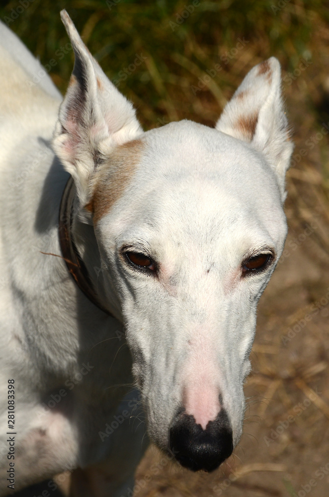 fullframe face portrait of a white podenco ibicenco dog