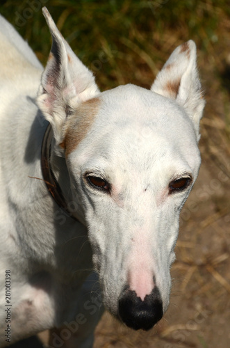 fullframe face portrait of a white podenco ibicenco dog