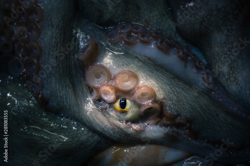 The tentacles and eye of octopus