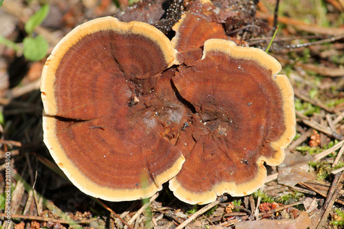 Coltricia perennis mushroom. July, Belarus