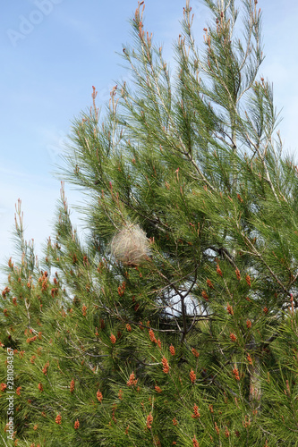 bagworm cocoon on pine tree branches photo