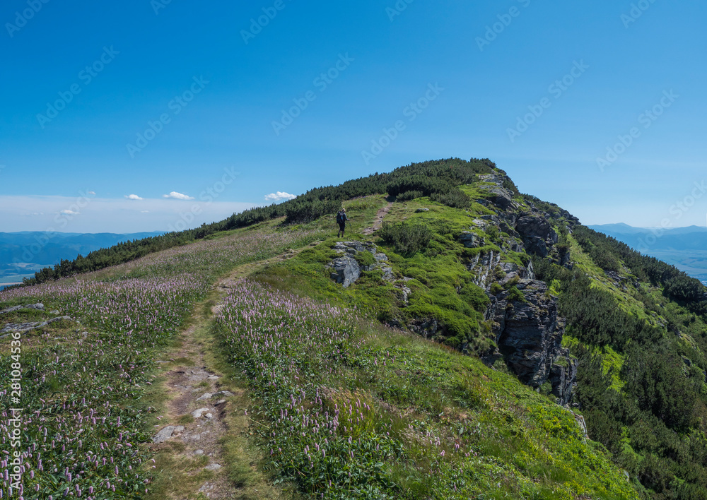 Beautiful mountain landscape of Western Tatra mountains or Rohace with men hiker with backpack, blooming pink Plantago flowers and hiking trail. Sharp green grassy rocky mountain peaks. Summer blue
