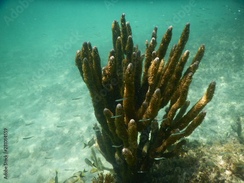 Canvas Print Fish around the coral