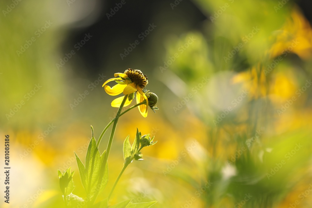 Cutleaf Coneflower - Rudbeckia laciniata in the sunshine Cutleaf Coneflower - Rudbeckia laciniata in the sunshine