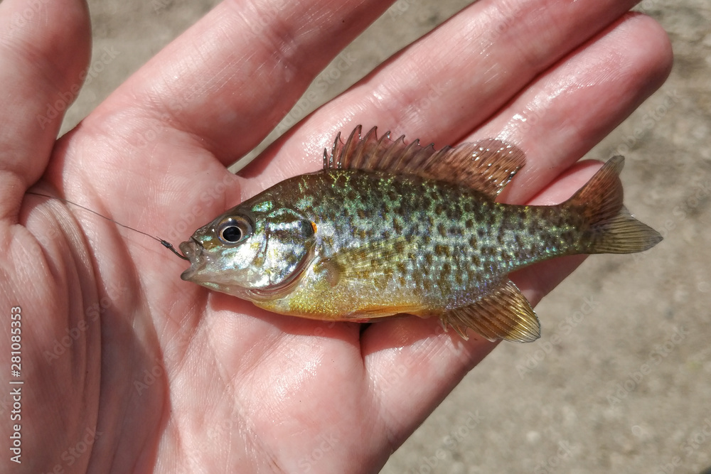 Small sunfish / pumpkinseed fish (Lepomis gibbosus) with fishing hook in  mouth, held in hand by fisherman. Stock Photo