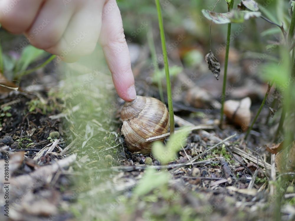 the child touches the index finger of his right hand a large grape snail in the forest against the green grass on a Sunny summer day. the child touches the index finger of his right hand a large grape snail in the forest against the green grass on a Sunny summer day.