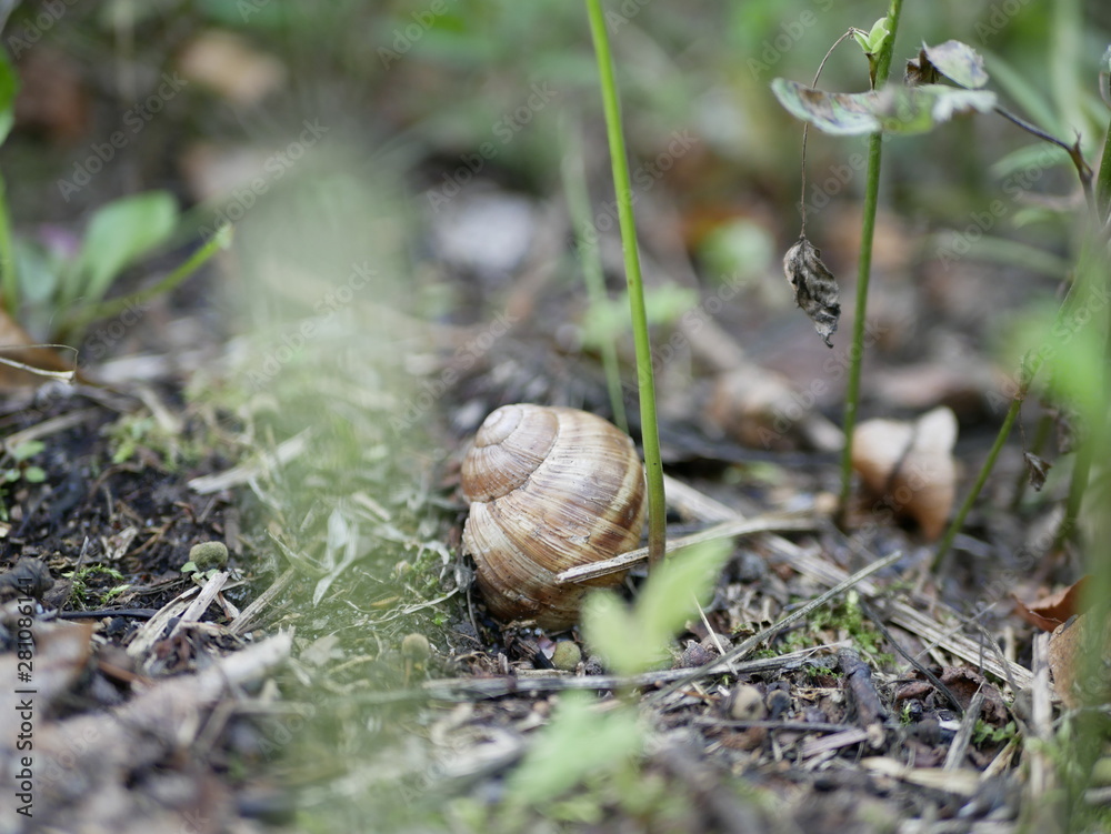 grape snail on moss and green grass on a Sunny summer day. large terrestrial gastropod mollusk. agricultural pest. delicacy. dietary shellfish meat. country walk in the forest in July. grape snail on moss and green grass on a Sunny summer day. large terrestrial gastropod mollusk. agricultural pest. delicacy. dietary shellfish meat. country walk in the forest in July.