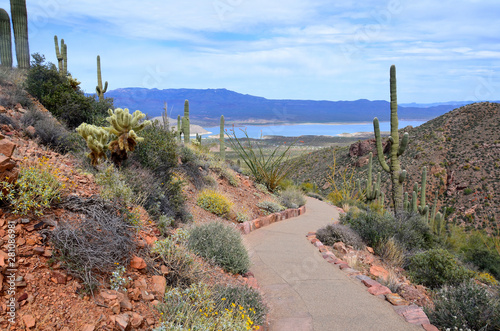 Saguaro National Park is a United States national park in Pima County Tucson in southeastern Arizona preserve Sonoran Desert landscapes, fauna, and flora, including the giant saguaro cactus. photo