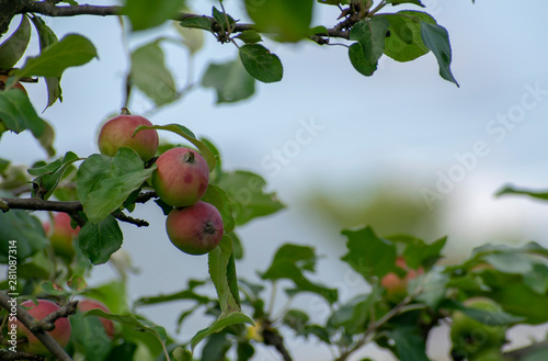 Fruit tree with ripe apples on the background of the summer sky.