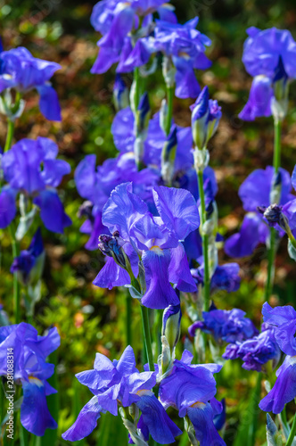 Iris  bleu