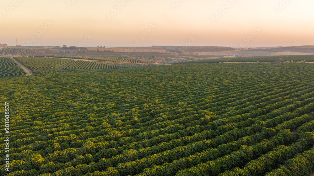 Aerial view of coffee plantation.