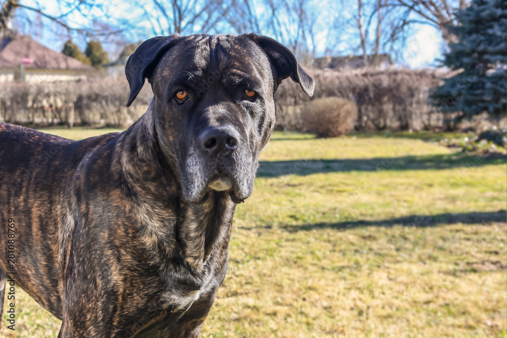 A new cane-corso dog stands and looks at the home yard in a sunny spring