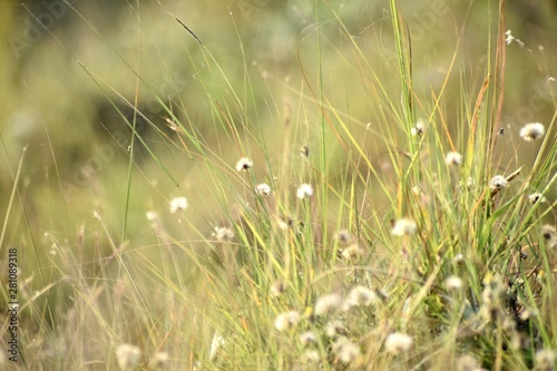 Beautiful Snap of Green Grass and its flowers