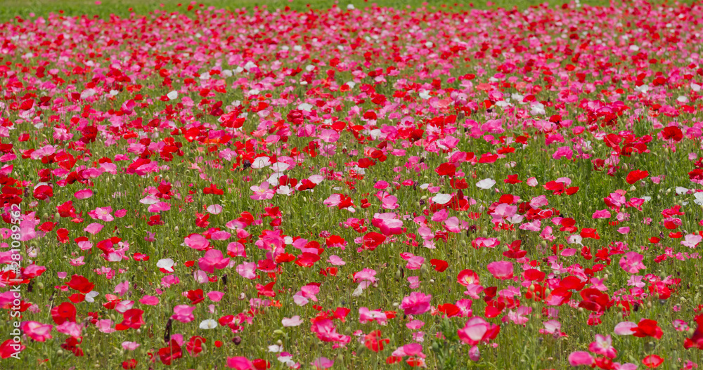 Beautiful Pink Poppy flower field garden