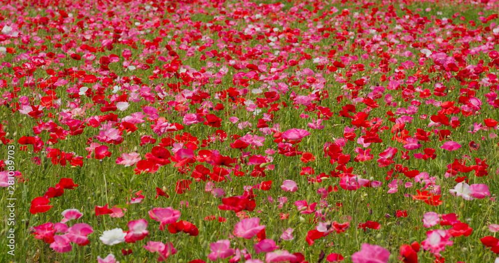 Pink poppy flower filed garden