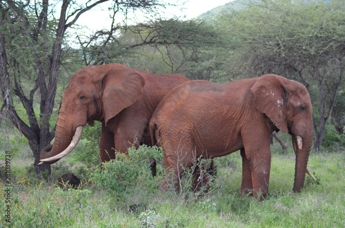 Red Elefants of Tsavo West National Park Kenya East Africa Safari