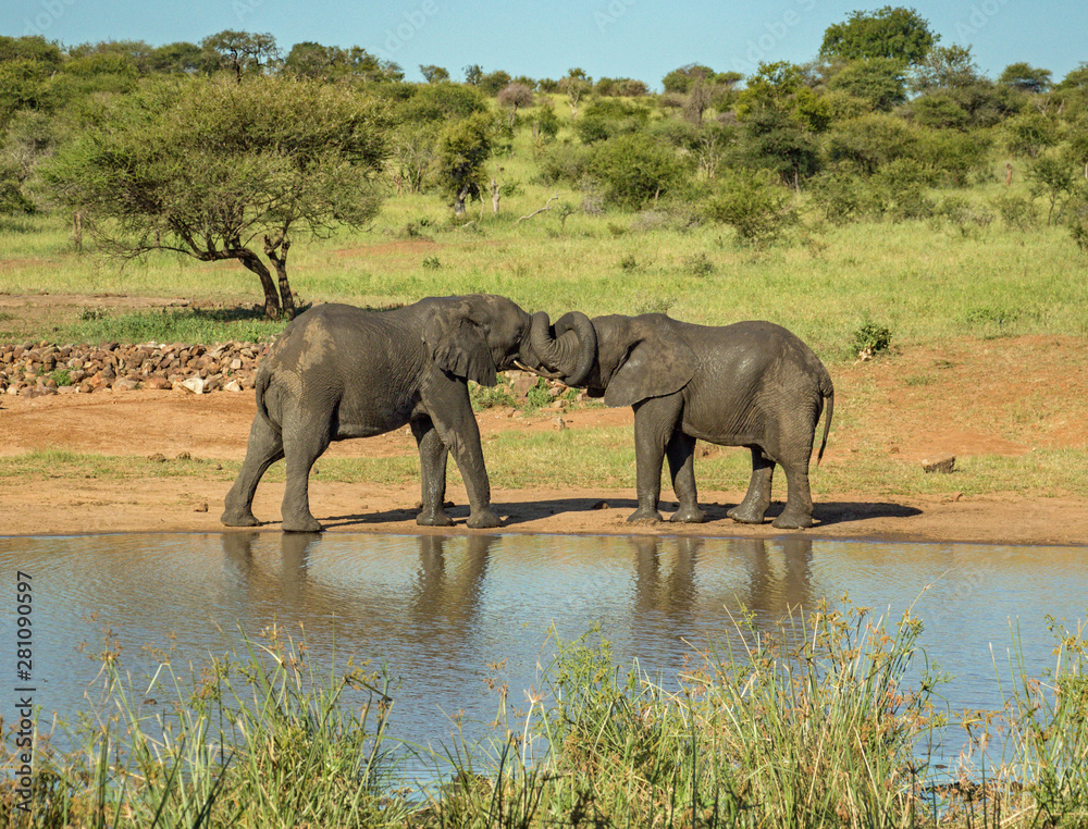 Obraz premium Elephant bonding