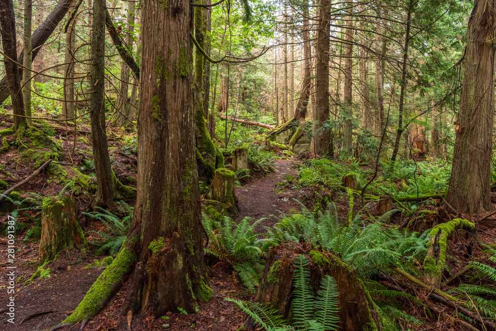 View at Mountain Trail in British Columbia, Canada. Forest Background. View at Mountain Trail in British Columbia, Canada. Forest Background.