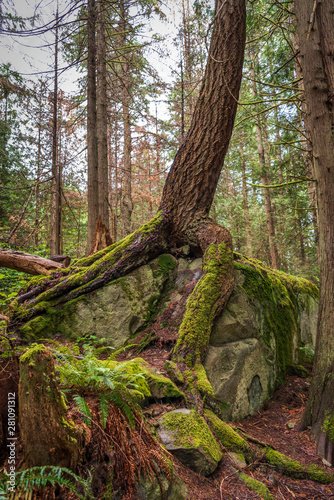 View at Mountain Trail in British Columbia  Canada. Forest Background.