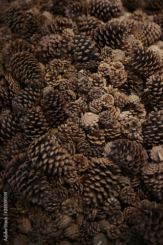 Pine cone on the ground © Tanachot