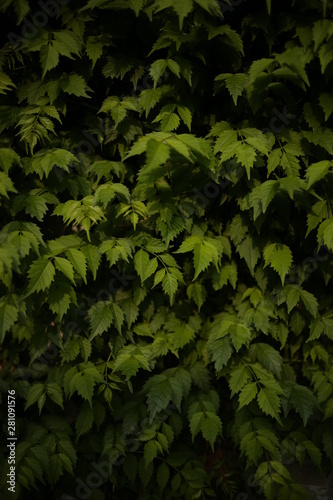 BEAUTIFUL GREEN LEAF 