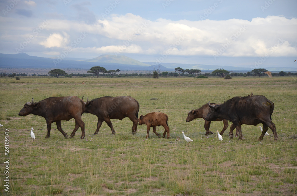 Buffalo herd in East Africa walking in Savannah Buffalo herd in East Africa walking in Savannah