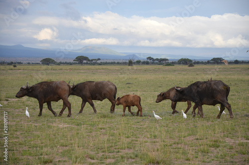 Fototapeta Naklejka Na Ścianę i Meble -  Buffalo herd in East Africa walking in Savannah