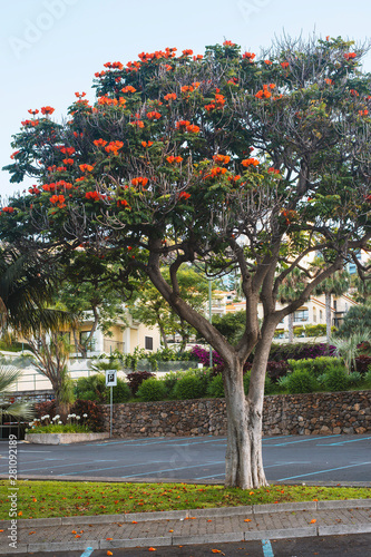 blosssom tree in Funchal