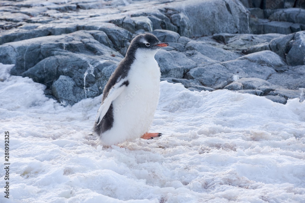 Naklejka premium Jeune manchot papou