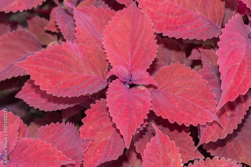 Red Leaves Red Leaves
