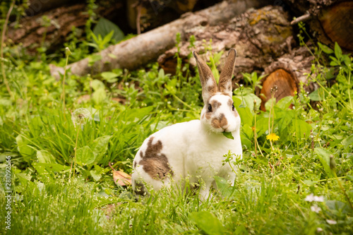 Mini Rex photo