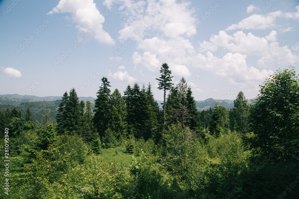 Amaing forest in the green mountains Carpatians Amaing forest in the green mountains Carpatians
