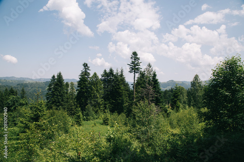 Amaing forest in the green mountains Carpatians