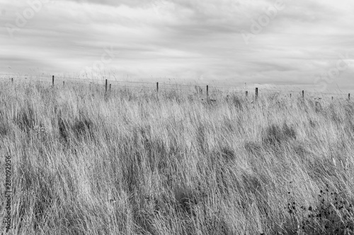 Prairie Grass At Park 4