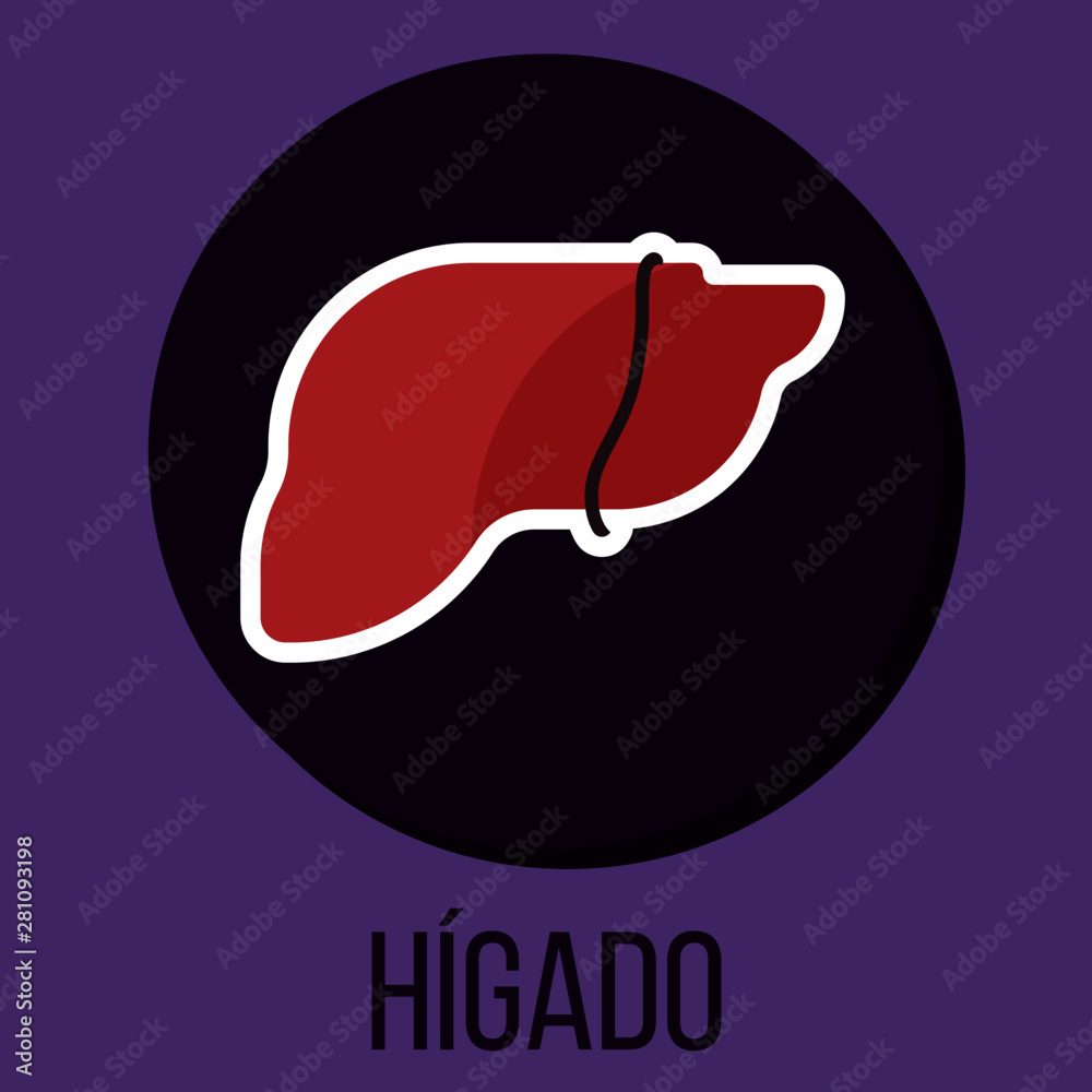 Fototapeta premium Hígado
