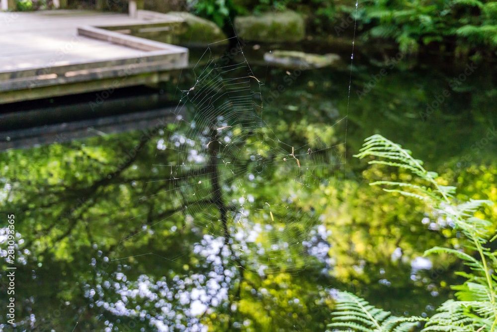 Naklejka premium Seattle Arboretum Spider Web