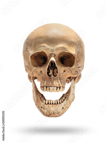 skull of human head isolate