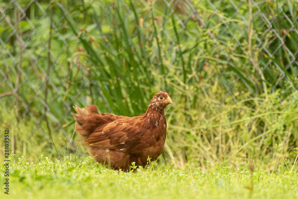 Fototapeta premium Free Range