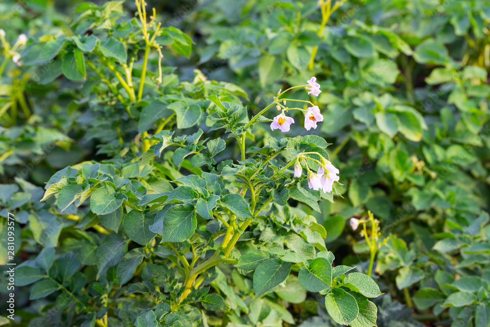 green potato stalks, agriculture, green plant green potato stalks, agriculture, green plant