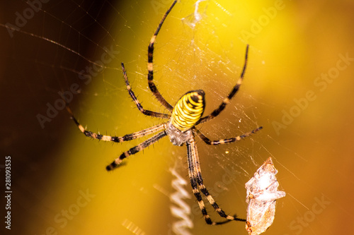 Big yellow and black spider on a his own spider web