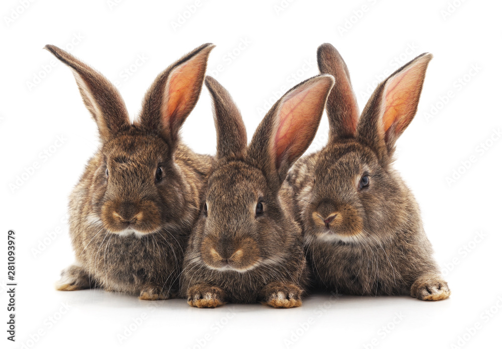Three small rabbits. Three small rabbits.