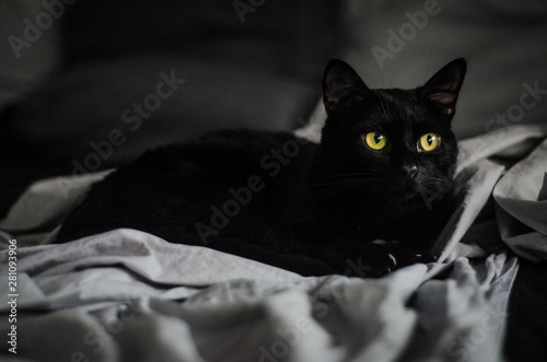 Fotografie, Obraz black cat on the window