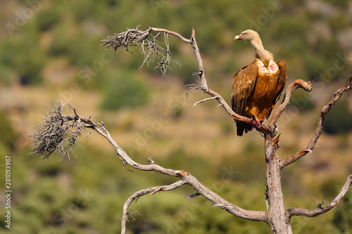 The griffon vulture (Gyps fulvus) sitting on the branch with colorful background. Vulture with mountains in the background.Vulture with spread wings on branch.