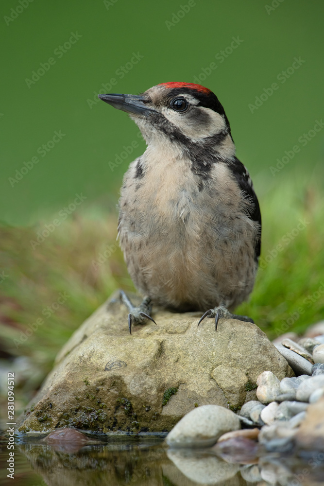 Naklejka premium Great Spotted Woodpecker sitting on a stone