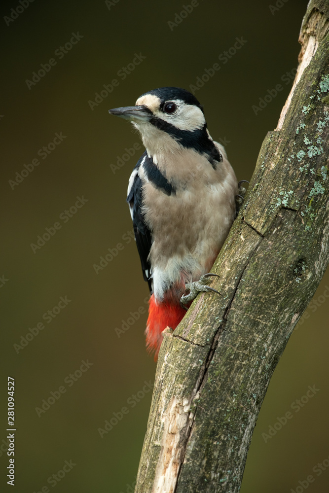 Naklejka premium Great Spotted Woodpecker sitting on a branch