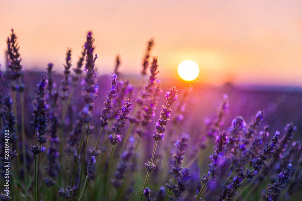 Lavender flowers at sunset in Provence, France. Macro image, shallow depth of field