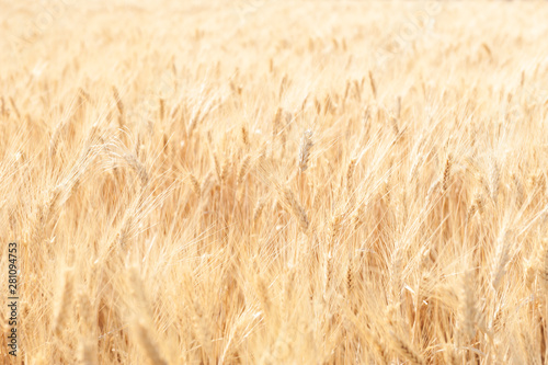 Field of wheat in summer. Selective focus. Provence  France. Beautiful nature background